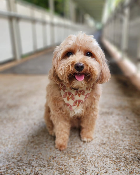 Cat & Dog Bandana in Lunar New Year print -Oriental Fan