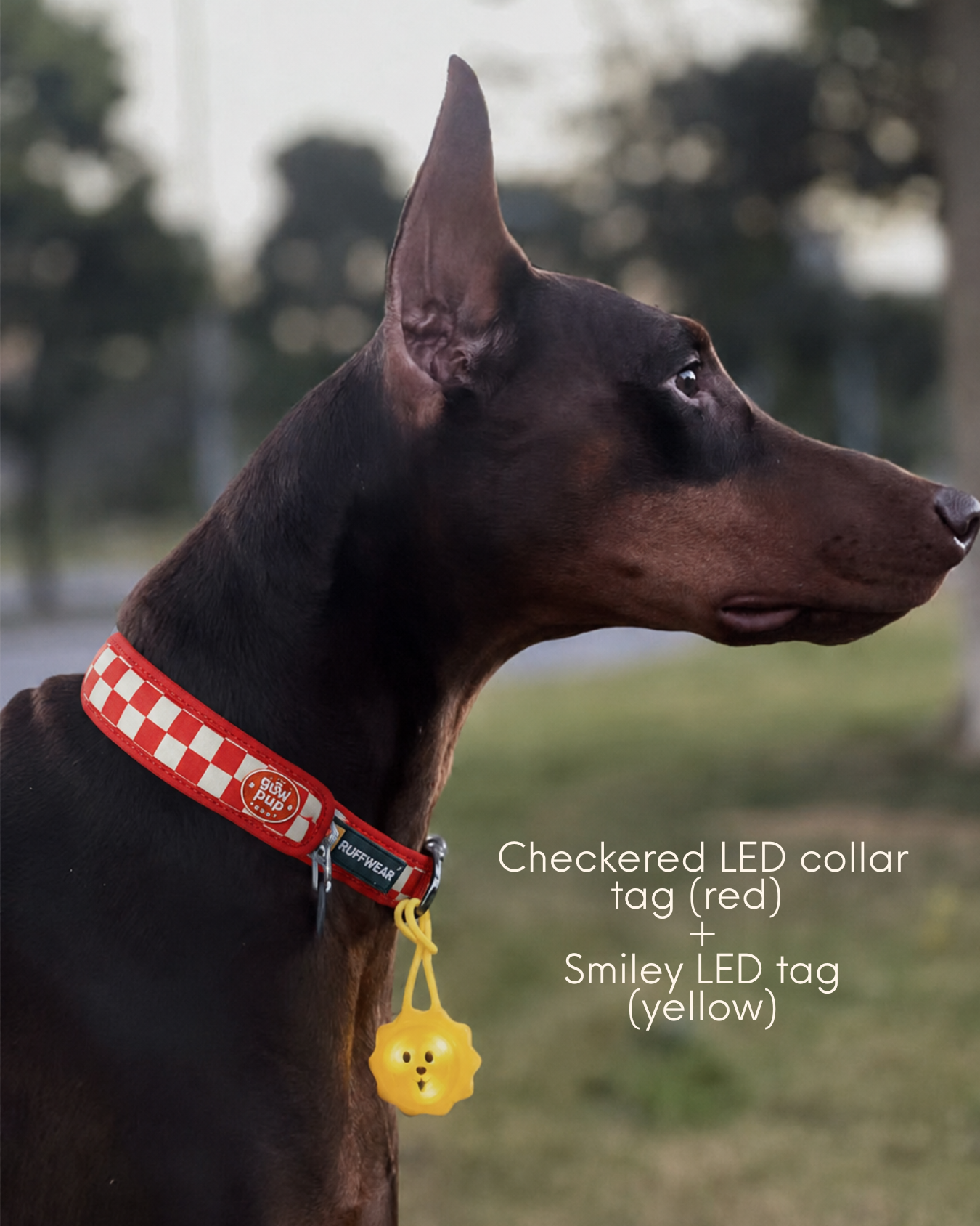LaRoo Glow Pup Rechargeable LED collar & leash strap