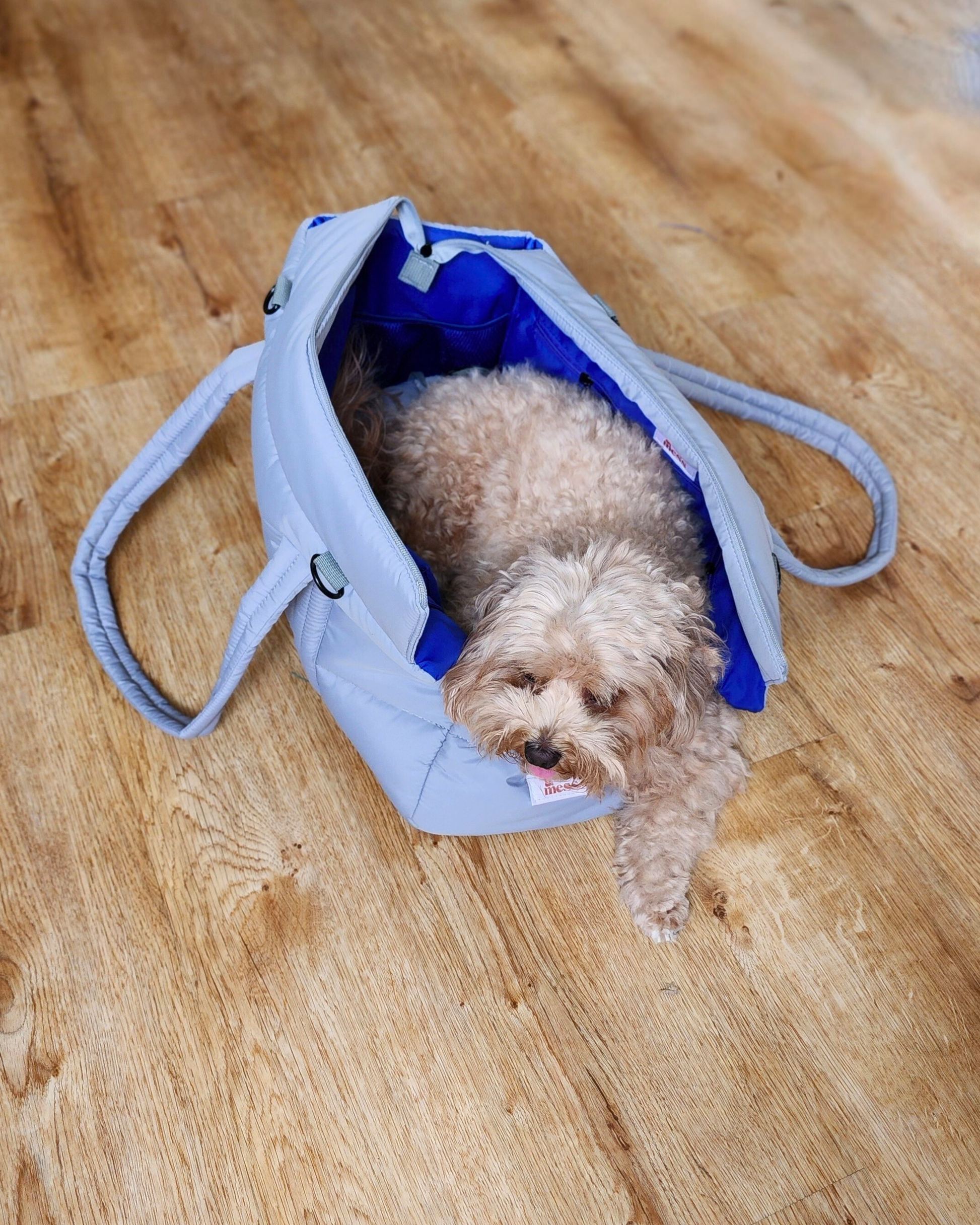 Small dog inside a light grey puffer pet carrier with cobalt blue interior, Pet looks comfortable in lightweight carrier