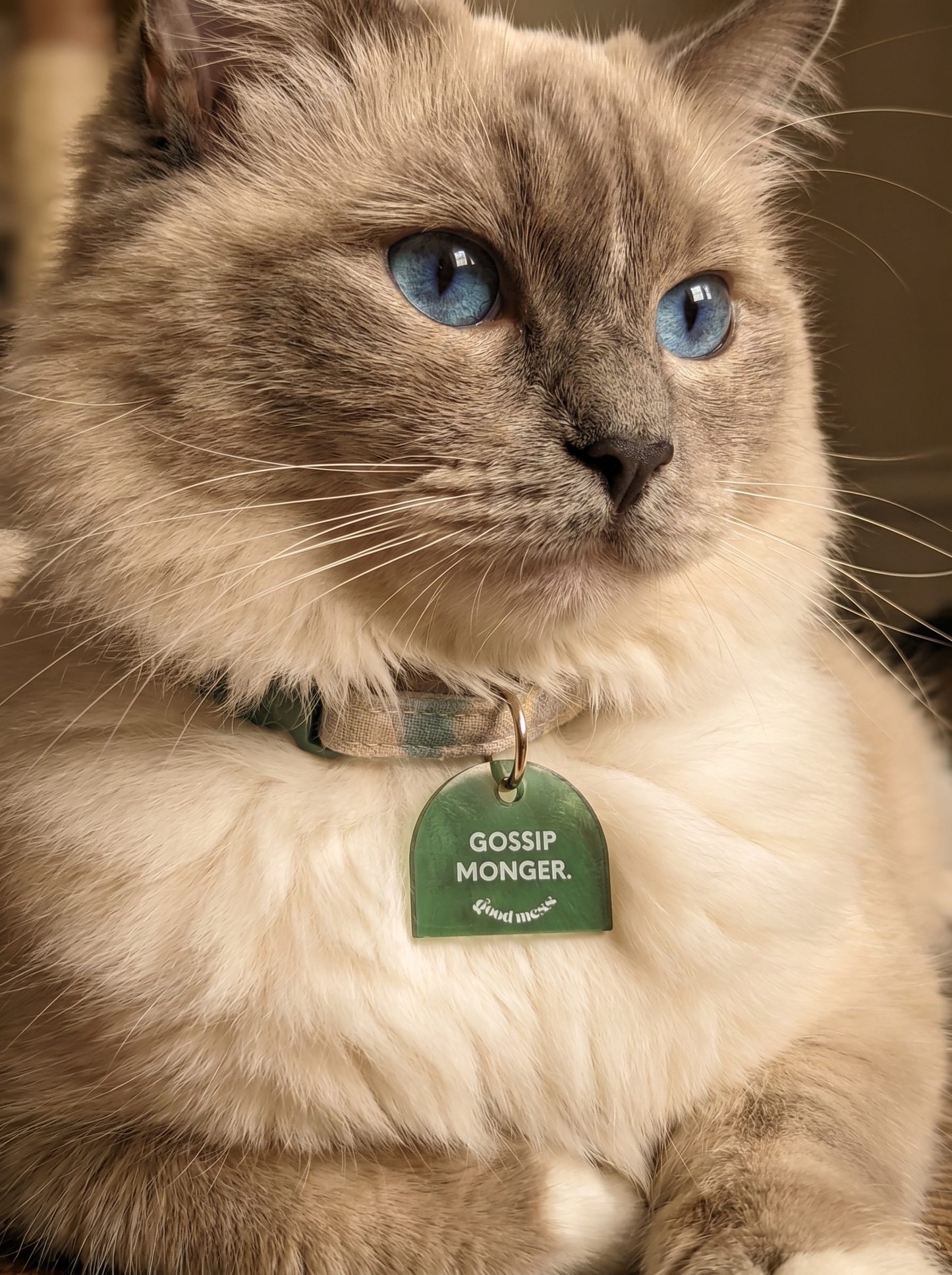 ragdoll cat wearing dark green aesthetic acrylic pet collar charm "Gossip Monger" with twinning witty quotes bag charm "My furkid and I gossip about you"