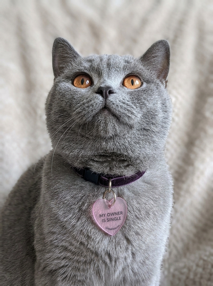british shorthair cat wearing pink heart shape acrylic matching pet collar charm with twinning witty quote "my owner is single". for cats and dogs 