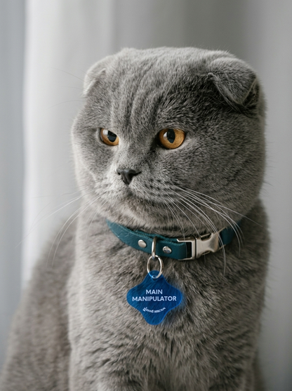 scottish fold cat wearing a blue star-shaped acrylic pet collar charm with quote "Main manipulator". For cats and dogs.