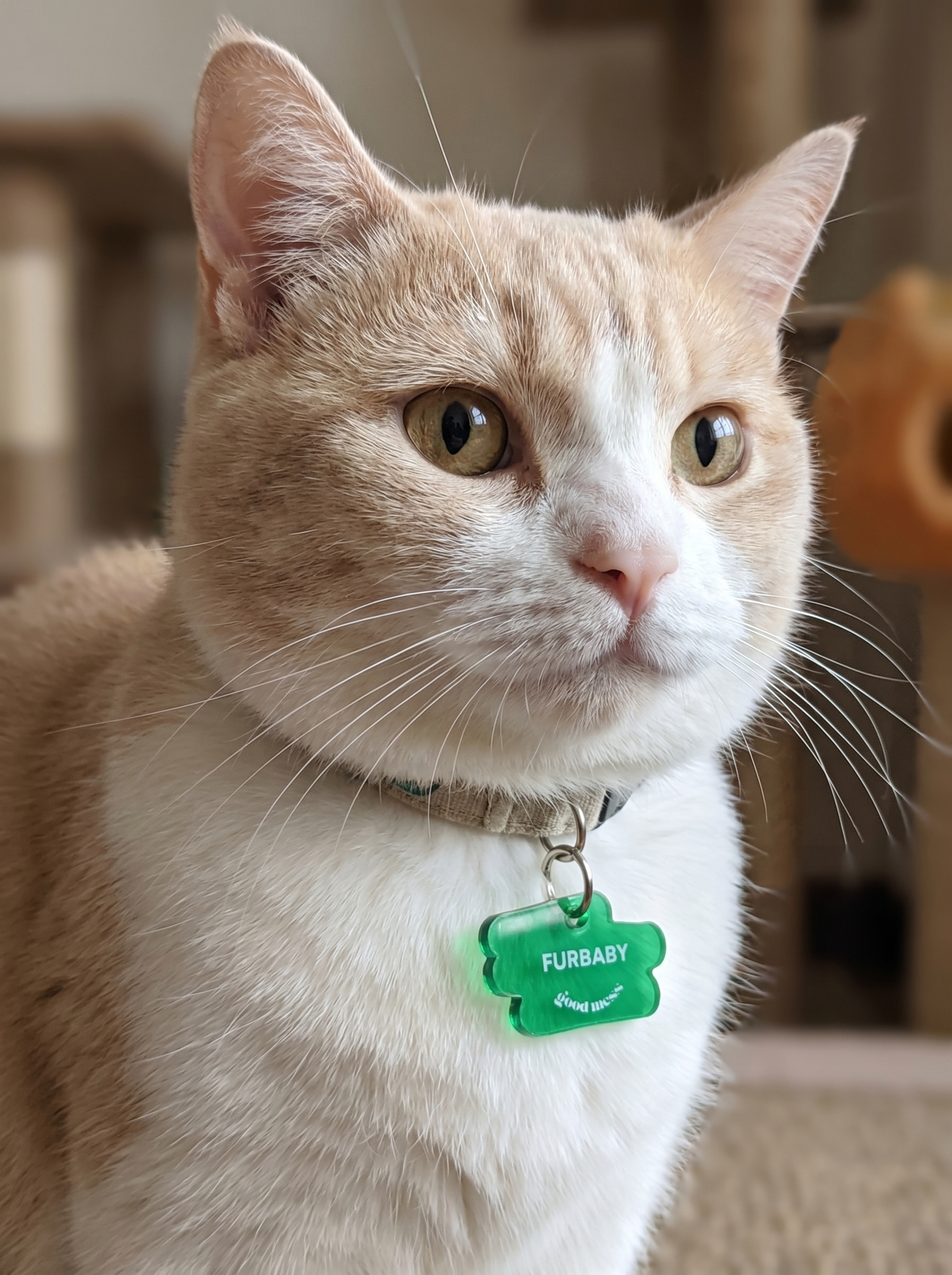 munchkin cat wearing green acrylic matching witty quotes, pet collar charm with "Furbaby" and twinning bag charm "Fur Collector" 