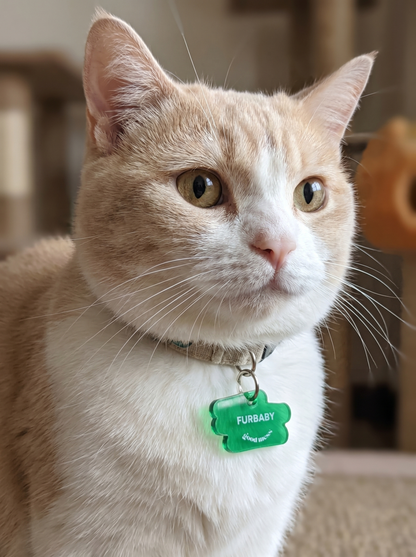 munchkin cat wearing green acrylic matching witty quotes, pet collar charm with "Furbaby" and twinning bag charm "Fur Collector" 