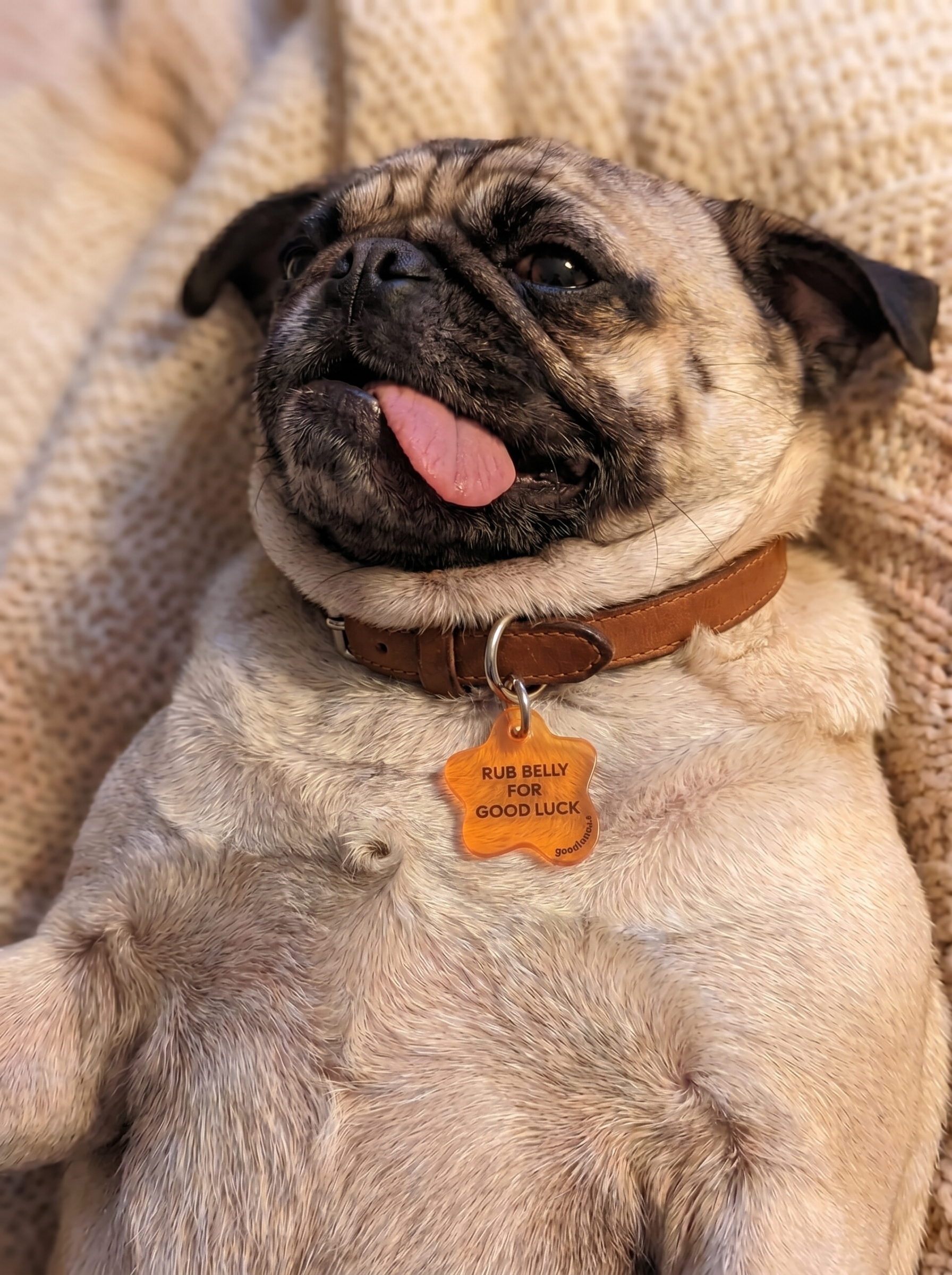 Pug dog wearing orange acrylic matching pet collar charm "Rib belly for good luck" with twinning witty quotes bag charm "Slightly superstitious" for hooman