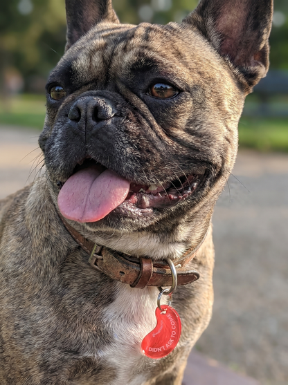 Twinning red acylic bean-shaped pet collar charm with funny text "I didnt ask to come" by Good Mess. For cats and dogs.
