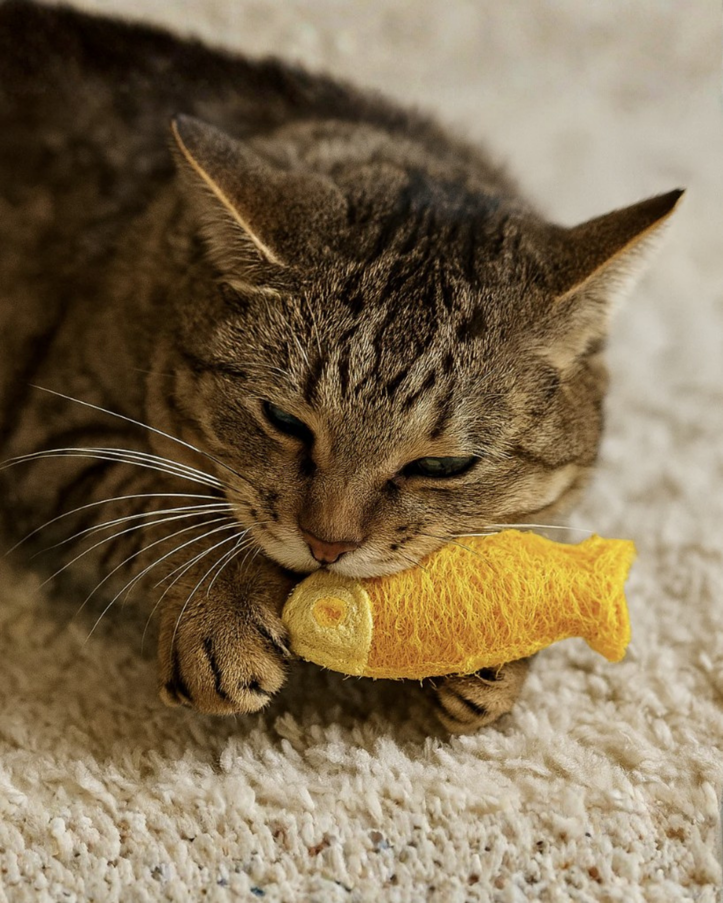 LOOFAH Lifestyle Cat & Dog Chew Toy